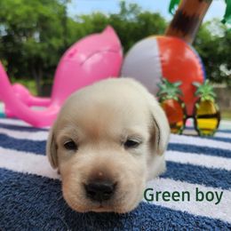 Labrador Retriever Puppies from Texas Finest English Labradors