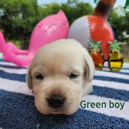 Labrador Retriever Puppies from Texas Finest English Labradors