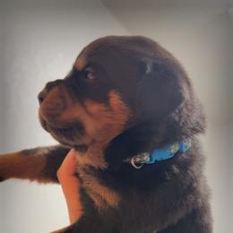 Rottweiler Puppies from CJ Guerrero