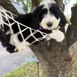 Walter - Black and white male Sheepadoodle puppy in Camden, North Carolina from Luv My Doodle