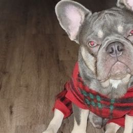 French Bulldogs from Boujee Bullys