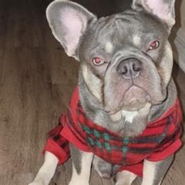 French Bulldogs from Boujee Bullys