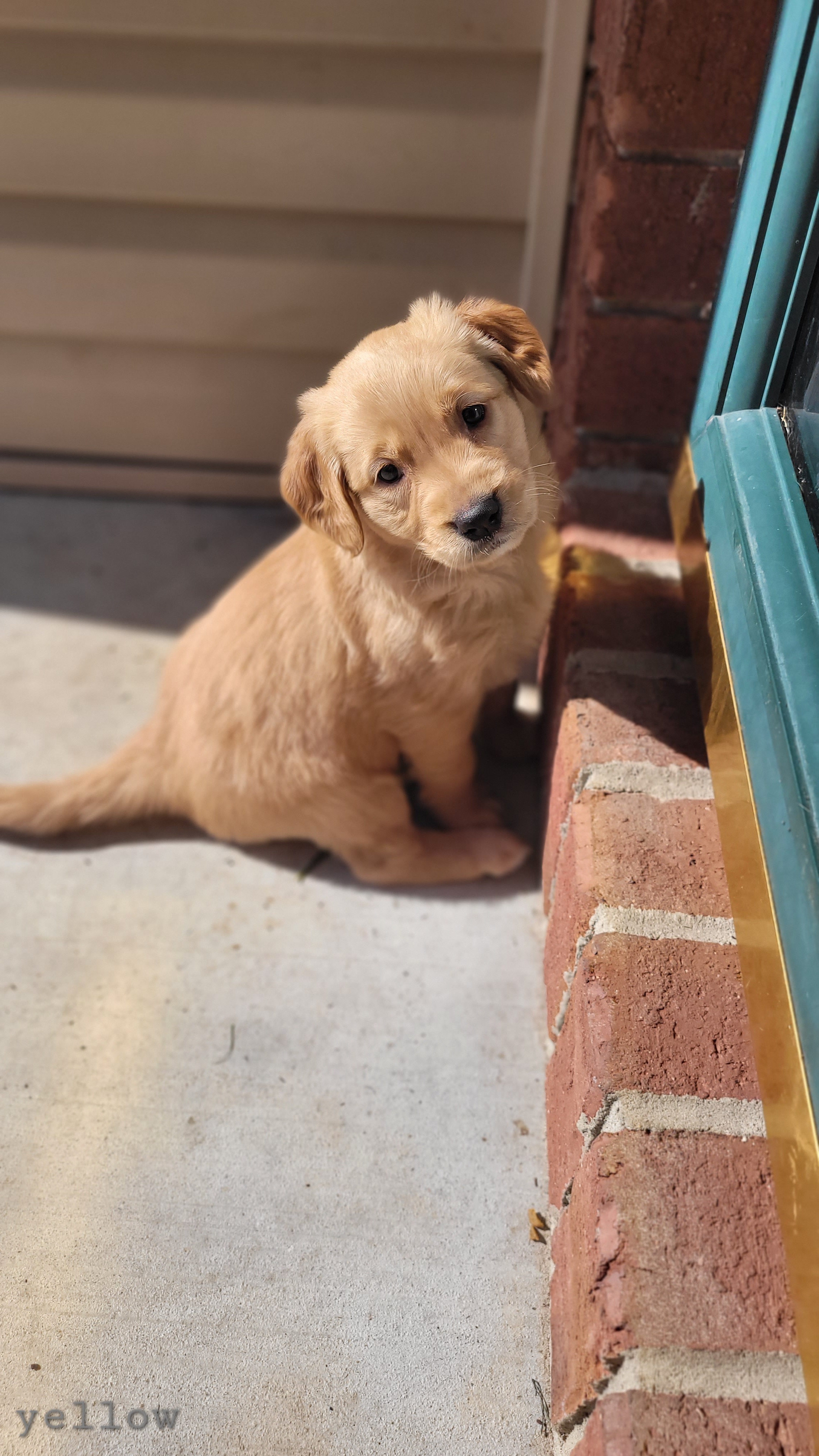 Golden Retriever Puppies from Middlecreek Goldens