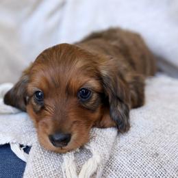 Rufus - Red male Dachshund puppy in El Dorado Hills, California from Golden Hill Dachshunds