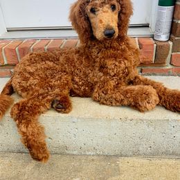 Poodle All Grown Up from A & K Kennels