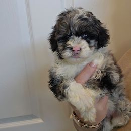 Maddie - Blue merle female Aussiedoodle puppy in Galena, Illinois from Perry's doodles