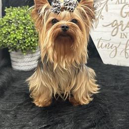 Max - Yorkshire Terrier