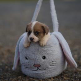 Girl 1 - Sable female Pembroke Welsh Corgi puppy in Ocala, Florida from Dolan Farms Corgis