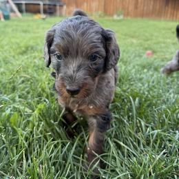 Bernedoodle Puppies from Kaylas Precious Puppies
