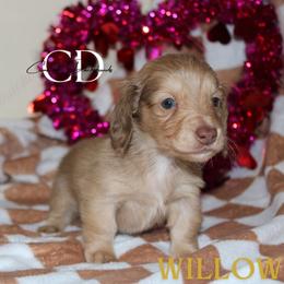 Willow - - Cream female Dachshund puppy in Huntington, Texas from Camacho_Dachshunds