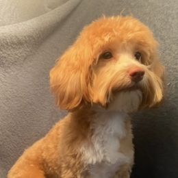Maltipoos and Yorkshire Terriers from Puppy Love Palace at HB Farm