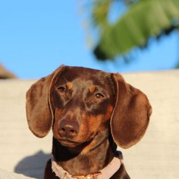 Belle - Dachshund