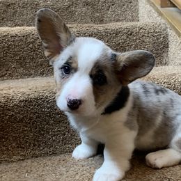 Girl 5 - Blue merle and white Cardigan Welsh Corgi puppy in Amsterdam, New York from Castle Cardigan Welsh Corgis