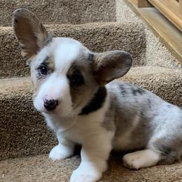 Girl 5 - Blue merle and white Cardigan Welsh Corgi puppy in Amsterdam, New York from Castle Cardigan Welsh Corgis