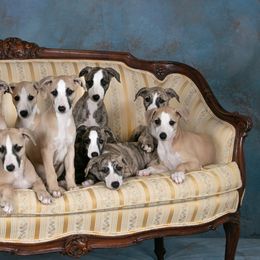 Whippet Puppies from In Vogue Whippets