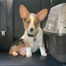 American Corgi, Miniature Australian Shepherd, and Pembroke Welsh Corgi Puppies from Rafter C Aussies & Corgis