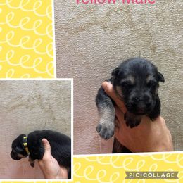 German Shepherd Puppies from Das Müller Hund Haus