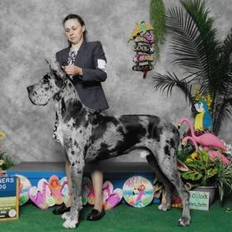 Simon - Great Dane