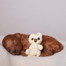 Velvet (Lavender Collar) - Red  female Poodle puppy in Las Vegas, Nevada from Plush Toy Poodle Puppies & Pals