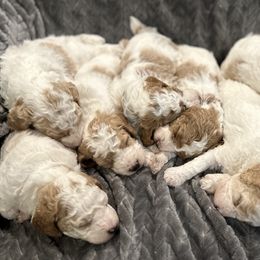 Poodle Puppies from Poodles of New England