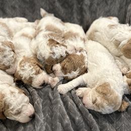Poodle Puppies from Poodles of New England