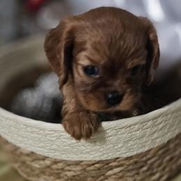 Cavalier King Charles Spaniels, Chihuahuas, Companion Crosses, and Pomskies from Petite Pups