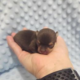 Boy 2 - Chocolate and tan male Chihuahua puppy in Richmond, Virginia from Breens