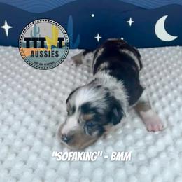 SofaKing - Blue merle male Australian Shepherd puppy in Tucson, Arizona from TTTNT Aussies