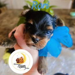 Rori - Black and tan male Yorkshire Terrier puppy in Moses Lake, Washington from Harmony Hills Yorkies