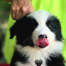 Baby girl - Black and white female Border Collie puppy in Live Oak, Florida from K&R RANCH KENNELS