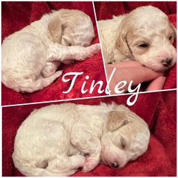 Tinley Girl 4 - Parti female Goldendoodle puppy in Ankeny, Iowa from Iowadoodles2love