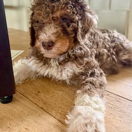Jazzy - Merle female Bernedoodle puppy in Chilmark, Massachusetts from Martha’s Vineyard Bernedoodles