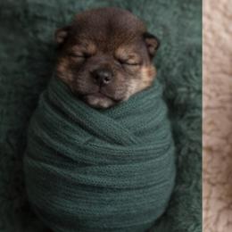 Boy 3- PENDING BREEDERS KEEPER - Sesame male Shiba Inu puppy in Denver, Colorado from Diamonds In The Ruff Boston Terriers