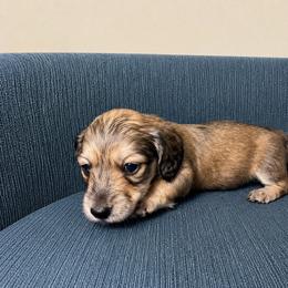 Knox (white) - Black and cream male Dachshund puppy in Crandall, Texas from The Weenie Hut LLC