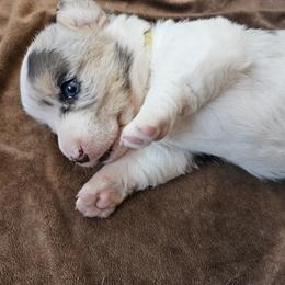 AKC Cardigan Boy 'Maverick - Blue merle and white male Cardigan Welsh Corgi puppy in Tombstone, Arizona from WeVolution Off-Grid