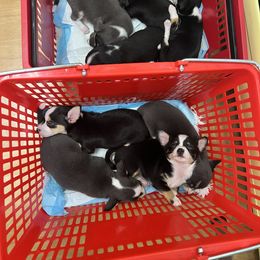 Chihuahua Puppies from Chihuahua Mama