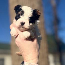 Little Prince Luka - Parti male Yorkshire Terrier puppy in Hope, Indiana from DJ Yorkies