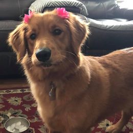 Golden Retrievers from Precious Golden Retrievers