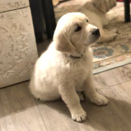 Golden Retriever Puppies from Brightside Goldens