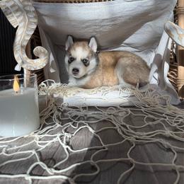 Azure - Agouti and white female Siberian Husky puppy in Lodi, California from Wolves with Amor