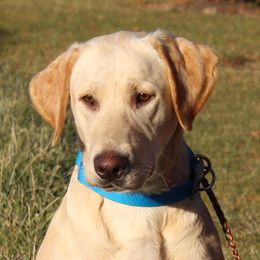 Bertha - Labrador Retriever