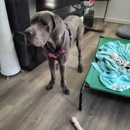 Nala - Blue female Great Dane puppy in Plano, Texas from Blue Thunder Danes