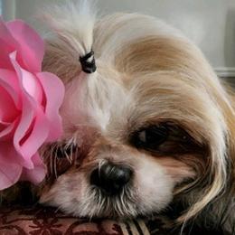 Shih Tzus from Annetta Diaz's Shih Tzus