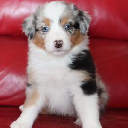 Dawn - Blue merle female Australian Shepherd puppy in Colorado from Firestone Australian Shepherds