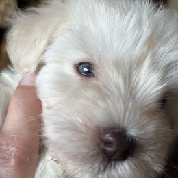 Miniature Schnauzer Puppies from Mandelyn’s Miniature Schnauzers