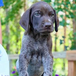 King Triton - Liver roan male German Shorthaired Pointer puppy in North Branch, Minnesota from Chrishelle Farm