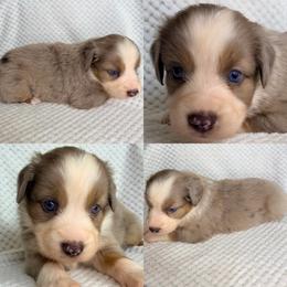 Minimal blue Merle male - Blue merle male Miniature Australian Shepherd puppy in Brooker, Florida from Honey, I Shrunk the Aussies
