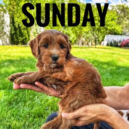 Sunday - Red  female Goldendoodle puppy in Bountiful, Utah from Red Brick Doodles