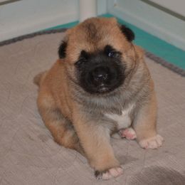 Akita Puppies from Mayoke Akitas