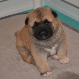 Akita Puppies from Mayoke Akitas
